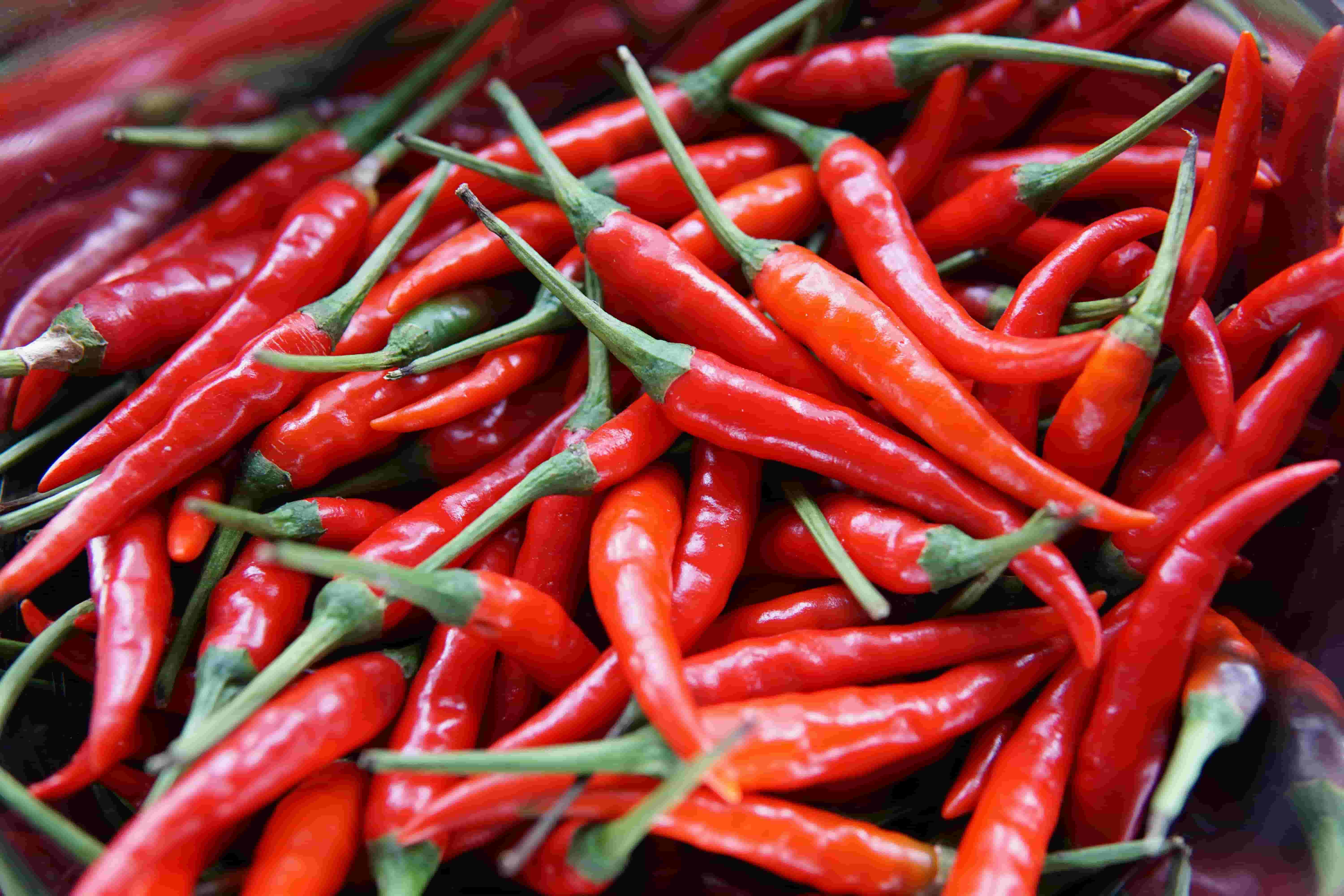 Red Chilli Export India