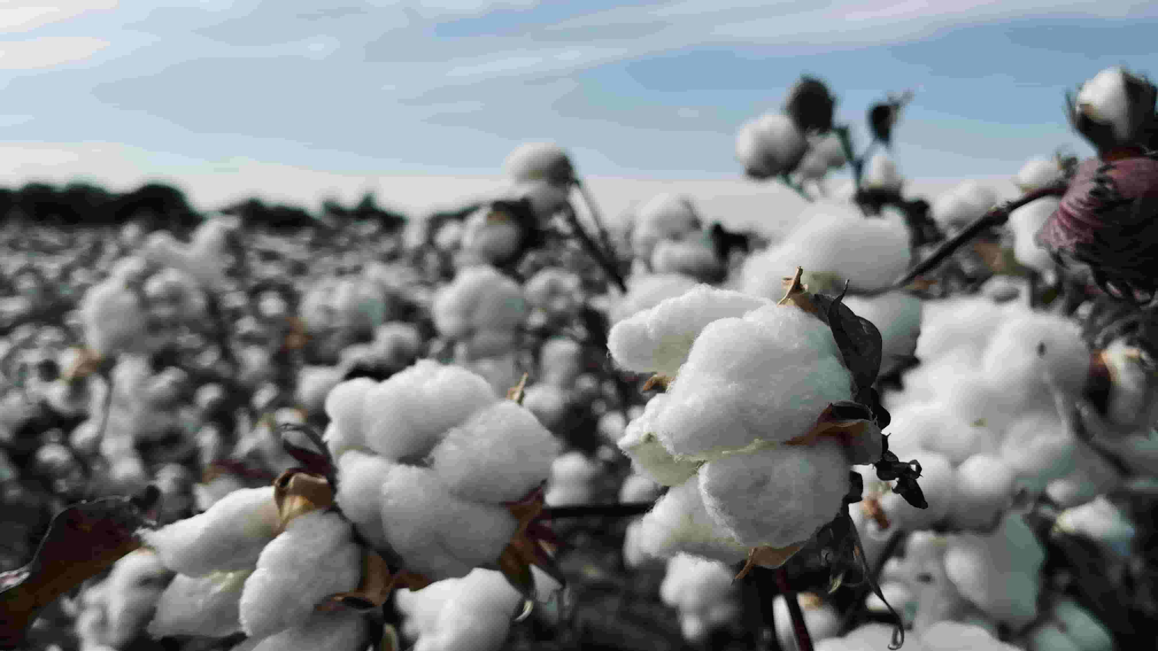 Cotton Export India